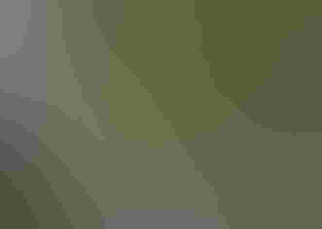 Immature. Photo: Andy Reago and Chrissy McClarren/Flickr (CC BY-2.0)