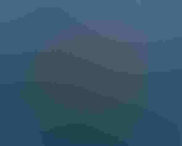 Adult. Photo: Cameron Cox/Flickr (CC-BY-NC-ND-2.0)