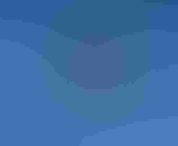 Adult. Photo: Tom Benson/Flickr (CC-BY-NC-ND-2.0)