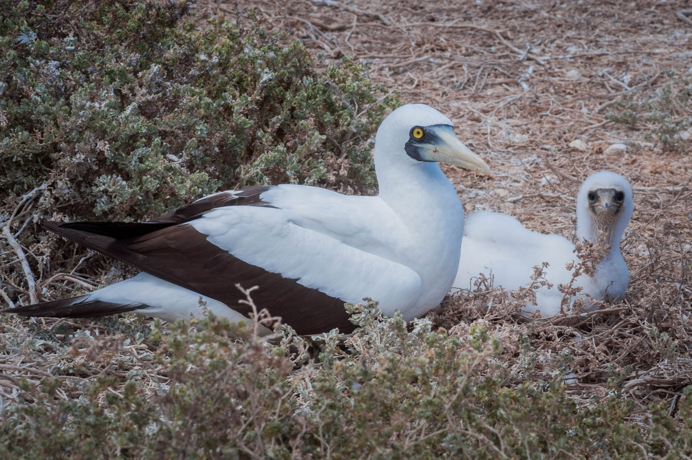 Masked Booby Audubon Field Guide masked-booby-audubon-field-guide