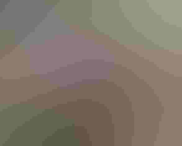 Adult. Photo: Tom Benson/Flickr (CC BY-NC-ND 2.0)