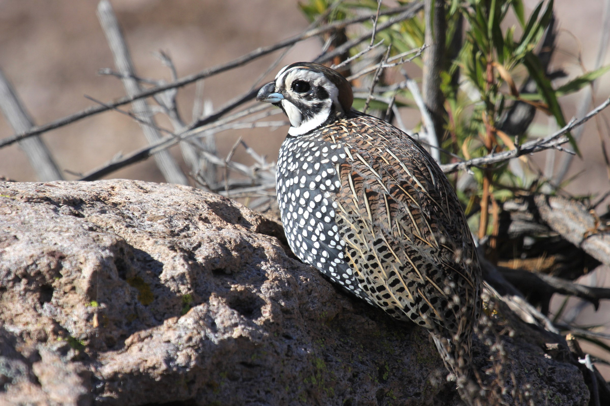 Montezuma Quail Audubon Field Guide