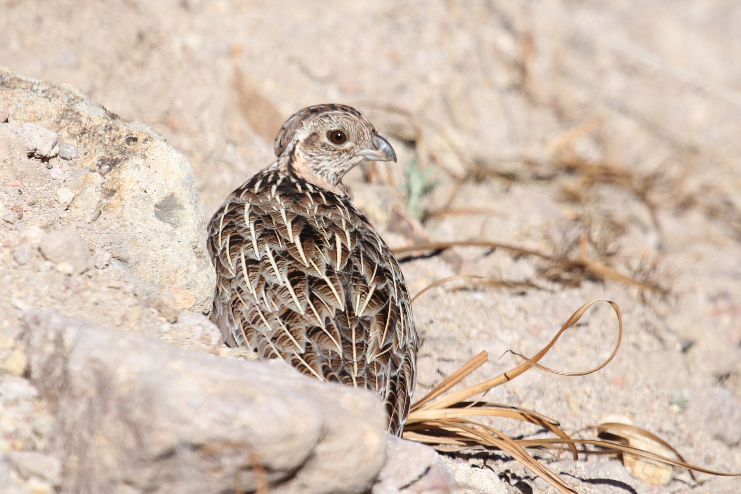 Montezuma Quail Audubon Field Guide