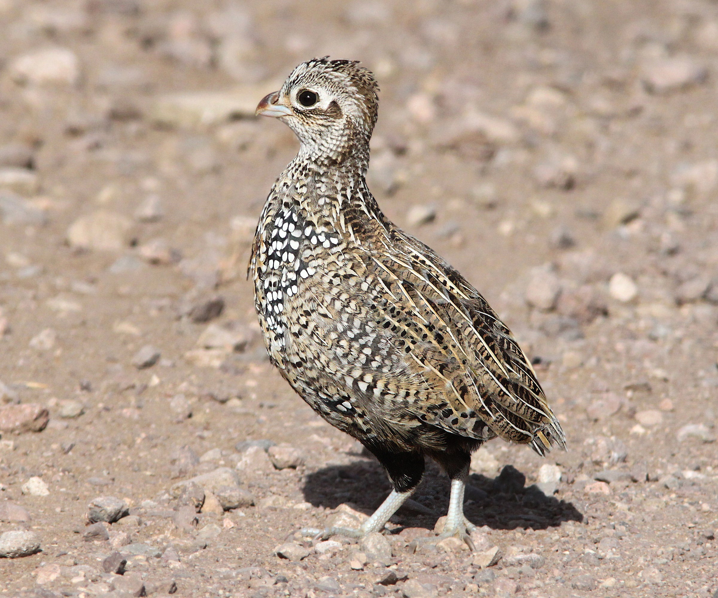 Montezuma Quail Audubon Field Guide