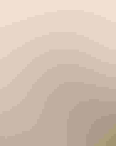 Adult male. Photo: Alan Schmierer/Flickr (CC0 1.0)