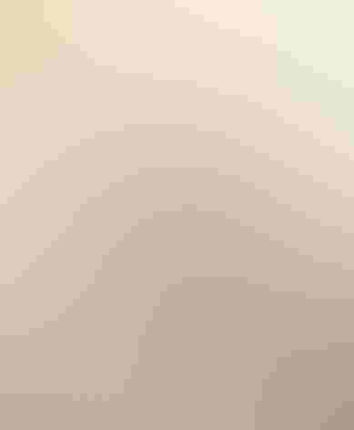 Adult male. Photo: Alan Schmierer/Flickr (CC0 1.0)