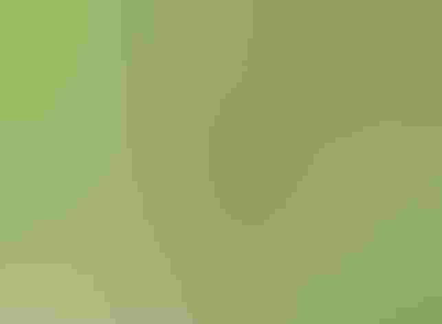 Immature male. Photo: Alan Schmierer/Flickr (CC0 1.0)