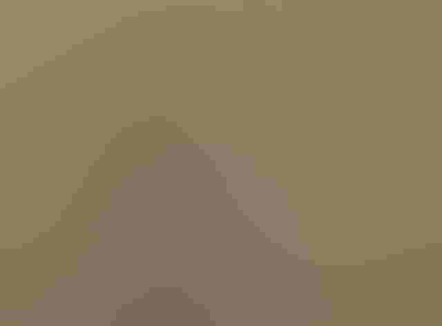 Non-breeding adult. Photo: Tom Benson/Flickr (CC-BY-NC-ND-2.0)