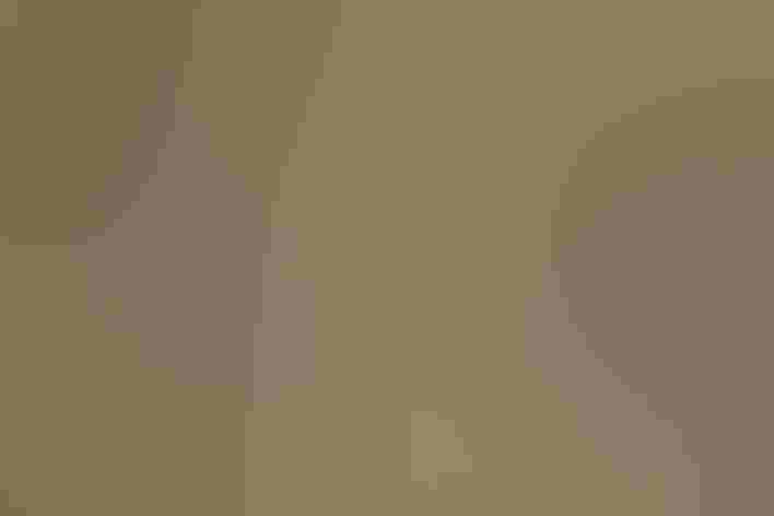 Non-breeding adult. Photo: Jack Snipe1990/Flickr (CC-BY-NC-ND-2.0)