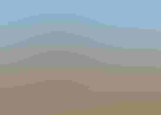 Breeding adult. Photo: Julio Mulero/Flickr (CC-BY-NC-ND-2.0)