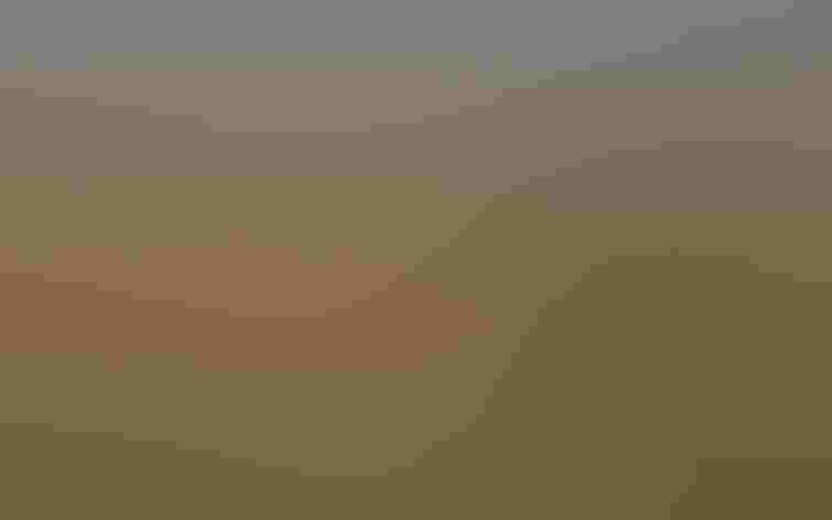 Non-breeding adult. Photo: Tim Lenz/Flickr (CC-BY-2.0)