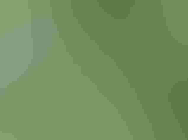 Adult male. Photo: Andy Reago and Chrissy McClarren/Flickr (CC-BY-2.0)