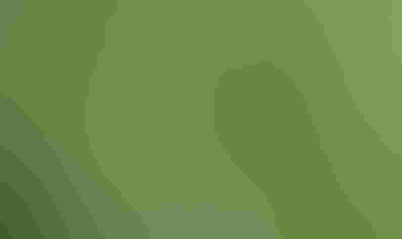 Adult female. Photo: Andy Reago and Chrissy McClarren/Flickr (CC-BY-2.0)