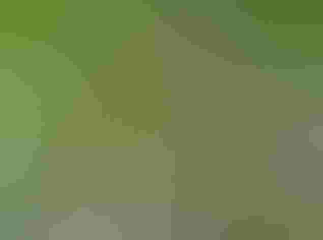 Adult female. Photo: Alan Schmeirer