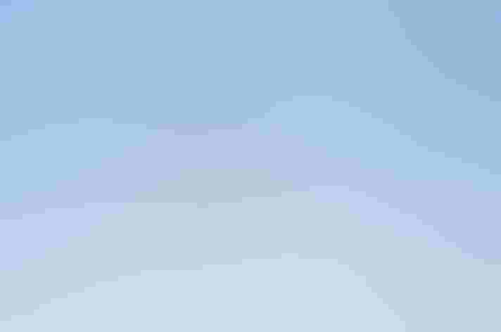 Adult. Photo: FLPA/Alamy