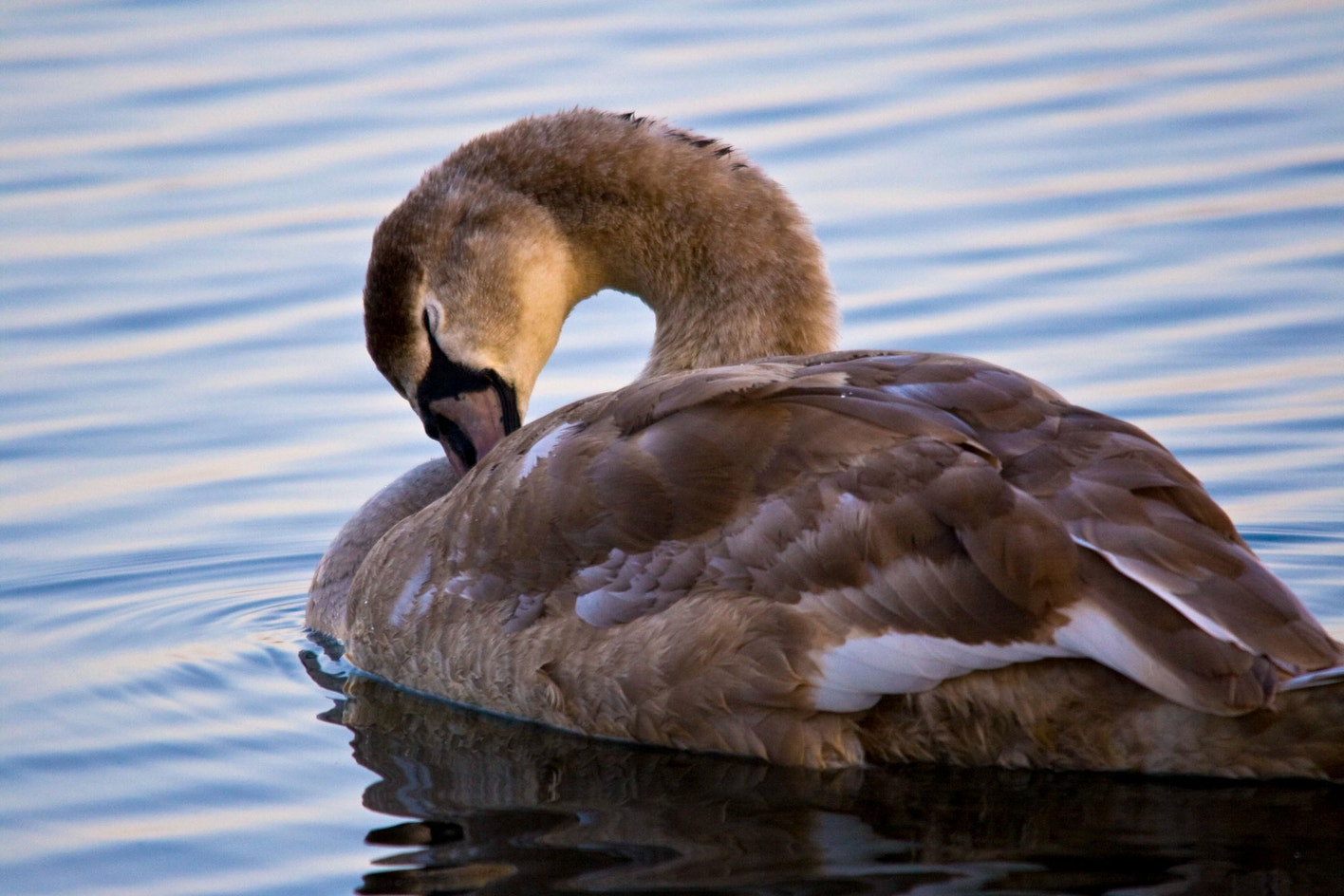 Squirrel Swan Mute Swan | Audubon Field Guide