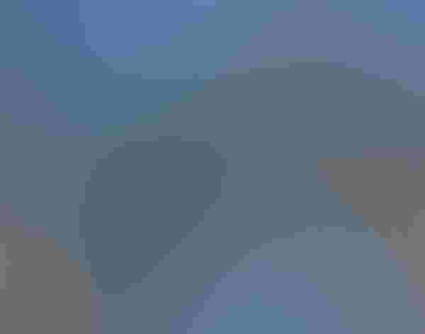 Adult. Photo: Susan Young/Flickr (CC-Public-Domain)