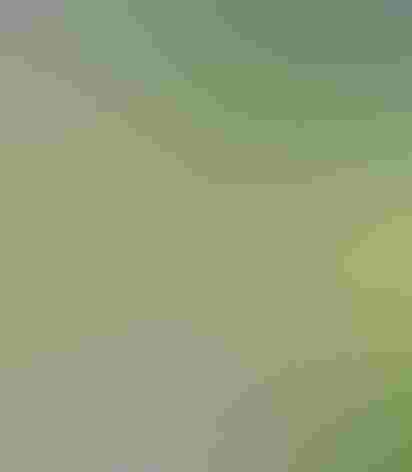 Adult. Photo: Bernard DuPont/Flickr (CC-BY-SA-2.0)