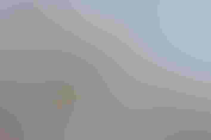 Adult (interior form). Photo: Becky Matsubara/Flickr (CC-BY-2.0)