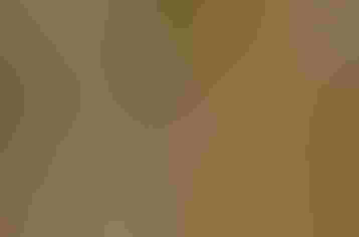 Adult (interior form). Photo: Paul Hurtado/Flickr (CC-BY-SA-2.0)