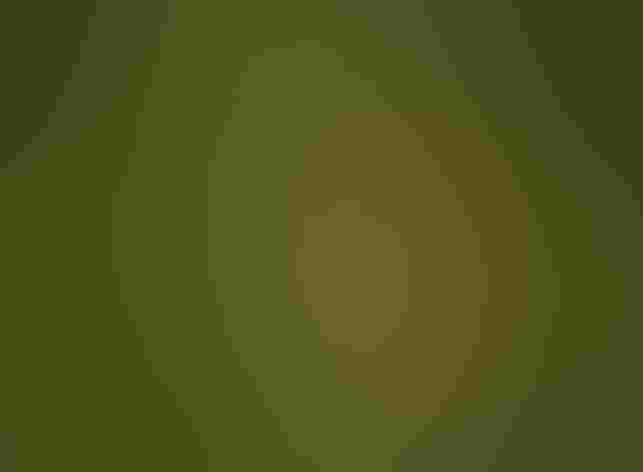 Adult (interior form). Photo: Rick Bohn/Flickr (CC-BY-2.0)