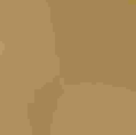 Adult (interior form) Photo: Louise Wightman/iStock