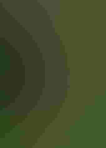 Adult (coastal form). Photo: Leon Gin/iStock