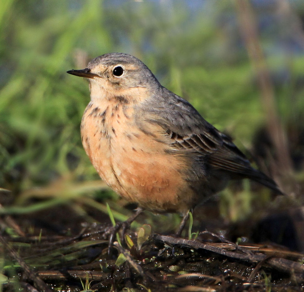Pipiot American Pipit | Audubon Field Guide