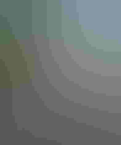 Adult. Photo: Don Faulkner/Flickr (CC-BY-SA-2.0)