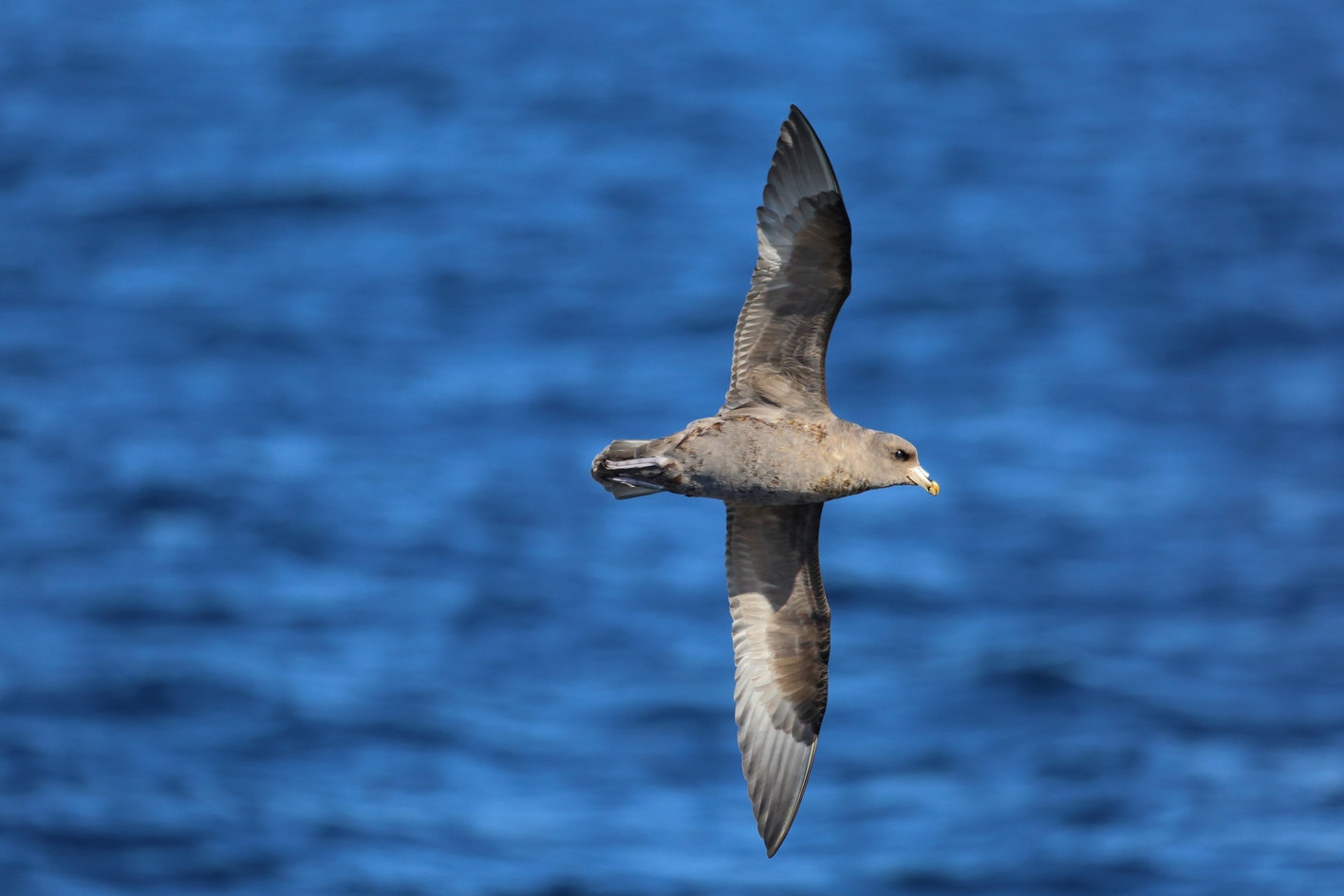 Northern Fulmar | Audubon Field Guide