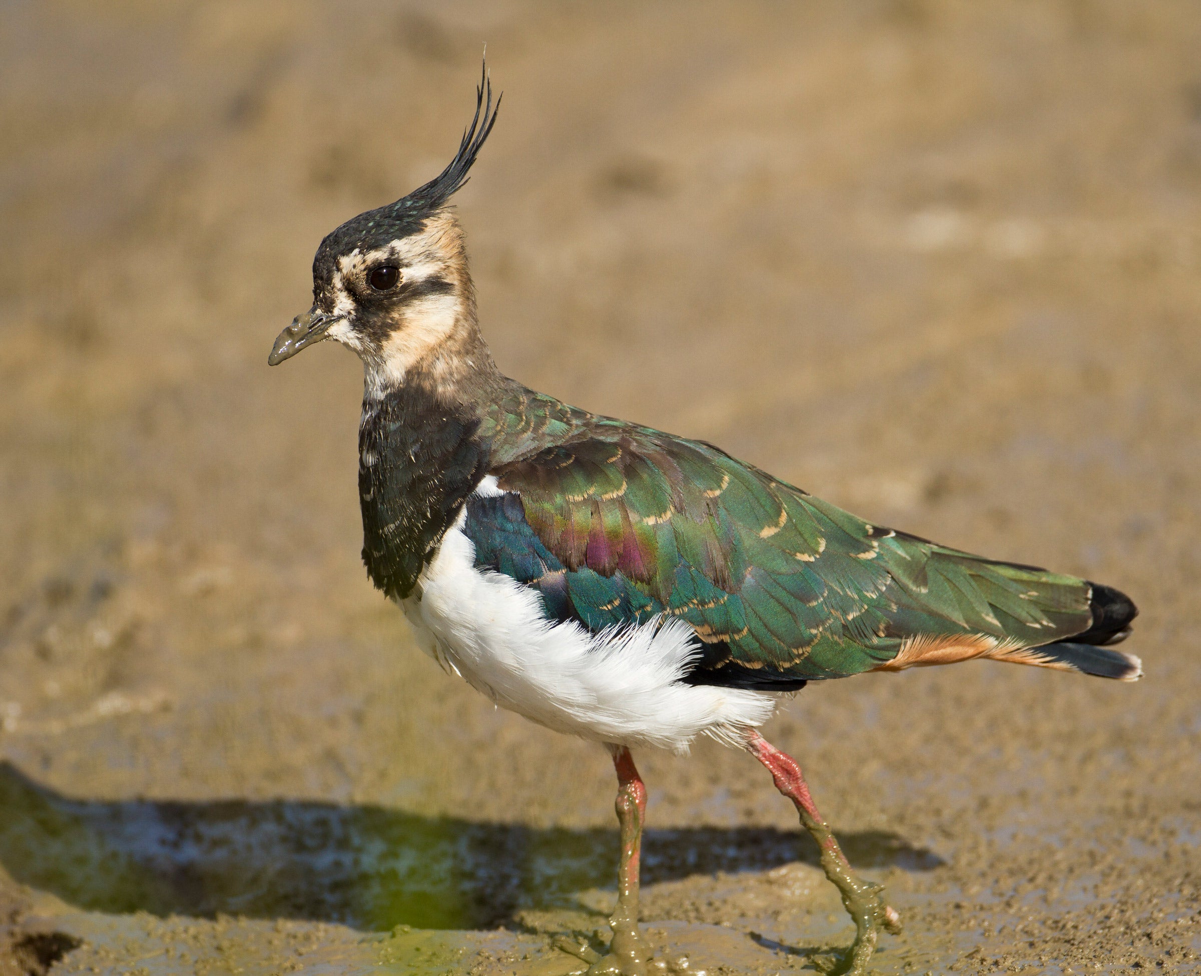 Northern Lapwing | Audubon Field Guide
