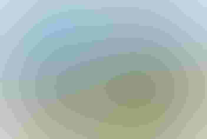 Breeding adult male. Photo: Jean Jacques Boujot/Flickr (CC-BY-SA-2.0)