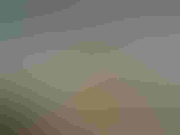 Breeding adult male. Photo: Frank Vassen/Flickr (CC-BY-2.0)