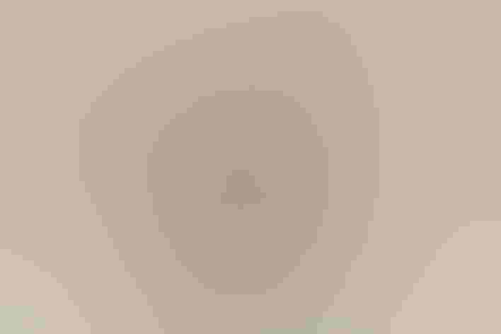 Immature. Photo: Tony Morris/Flickr (CC-BY-NC-2.0)