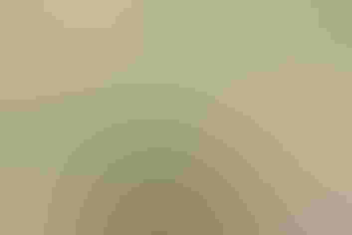 Breeding adult female. Photo: Allan Hopkins/Flickr (CC-BY-NC-ND-2.0)