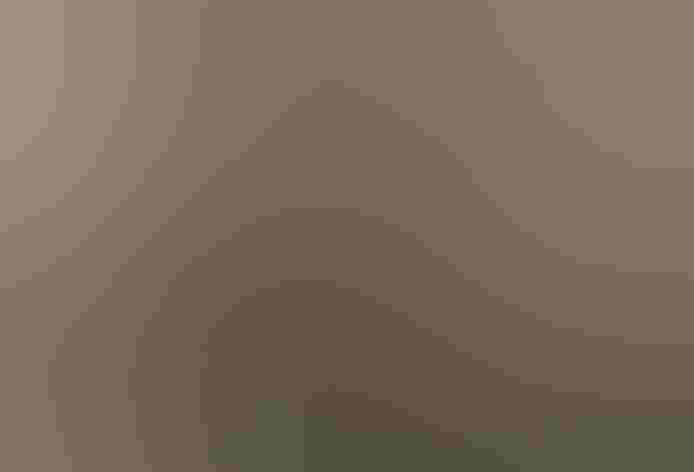 Breeding adult male. Photo: Zeynel Cebeci/Wikimedia