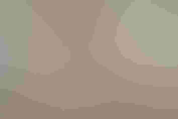 Immature or non-breeding adult. Photo: Andreas Trepte/Wikimedia