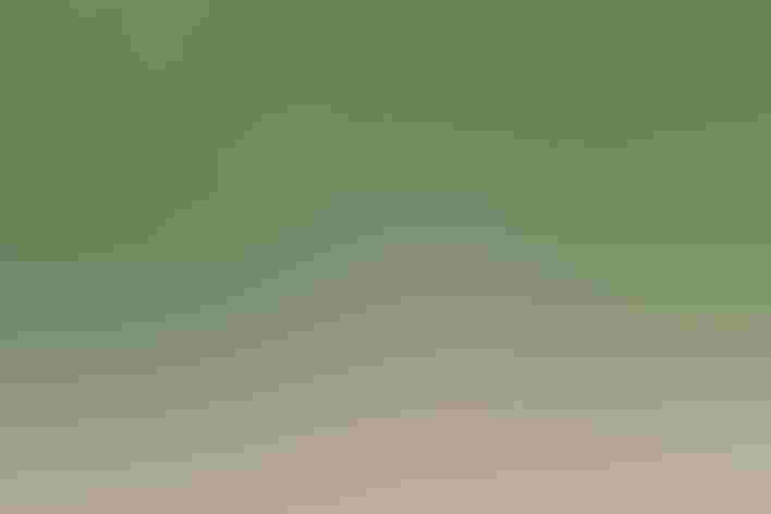 Molting adult female. Photo: iliuta goean/Shutterstock