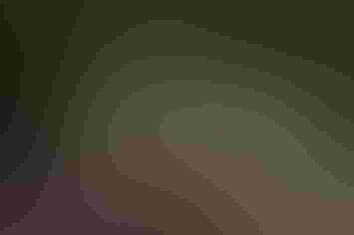 Juveniles. Photo: Ryzhkov Sergey/Shutterstock