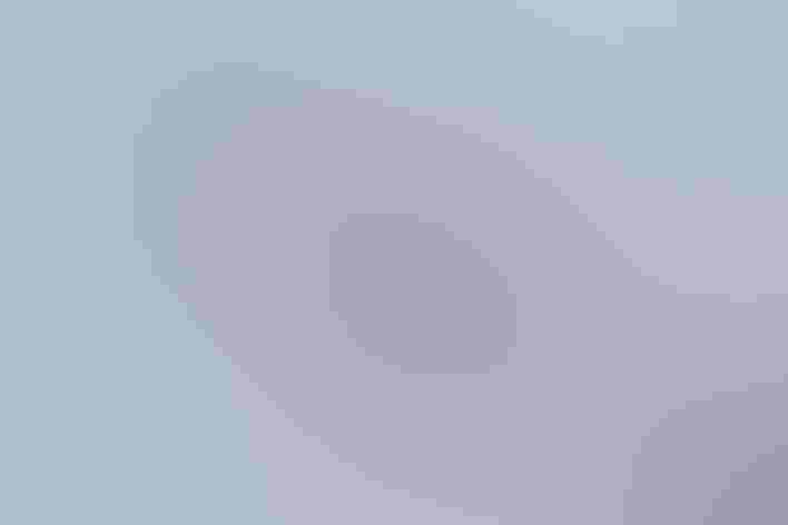 Adult. Photo: tntphototravis/iStock