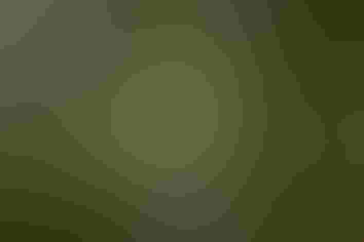 Adult. Photo: Rick and Nora Bowers/Alamy