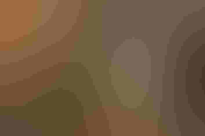 Adult. Photo: Bettina Arrigoni/Flickr (CC-BY-2.0)