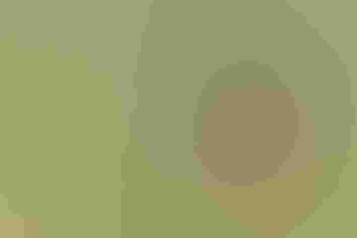 Breeding adult male. Photo: Ken Archer/Audubon Photography Awards