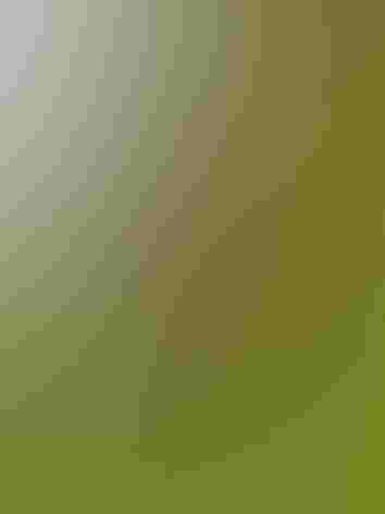 Adult. Photo: Brian Henderson/Flickr (CC-BY-NC-2.0)