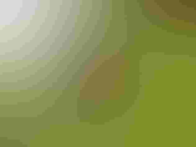 Adult. Photo: Brian Henderson/Flickr (CC-BY-NC-2.0)