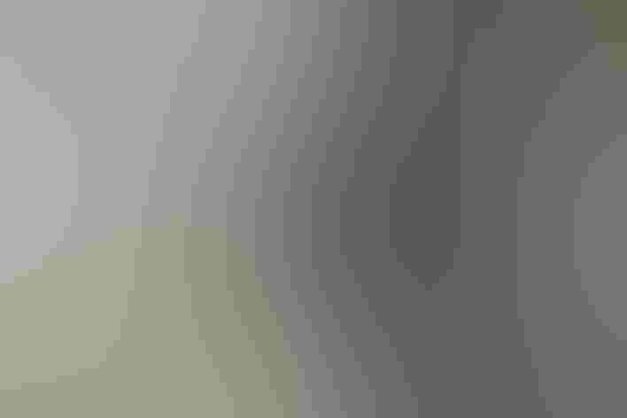 Juvenile. Photo: Carla Kishinami/Flickr (CC-BY-NC-ND-2.0)