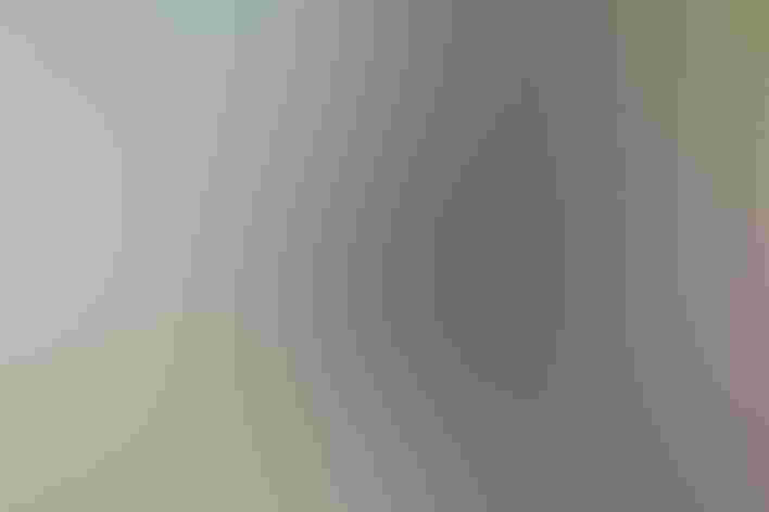 Juvenile Photo: Carla Kishinami/Flickr (CC-BY-NC-ND-2.0)