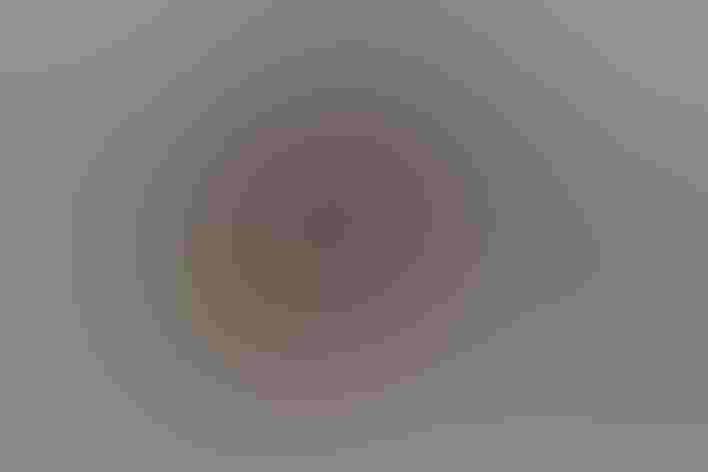 Adult. Photo: Andy Reago and Chrissy McClarren/Flickr(CC-BY-2.0)