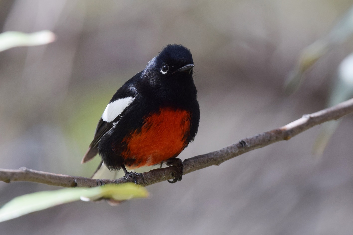 Redstart Painted Redstart | Audubon Field Guide