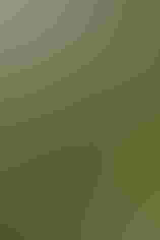 Adult. Photo: Amado Demesa/Flickr (CC-BY-SA-2.0)